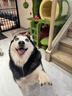 皇家狗粮老年成犬狗粮犬粮宠物大型犬SGR26全价犬粮≥5岁15KG 实拍图