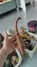 玛奇乐（MECHILE）仿真恐龙玩具动物模型静态摆件霸王龙迅猛龙剑龙三角龙翼龙棘龙 腕龙 实拍图