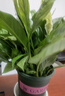 年宵花【热销款】白掌一帆风顺盆栽水培植物绿植过年装饰摆件年货 特级白掌10-12株带花【基地原盆原土】 实拍图