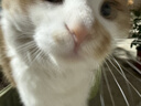 皇家成猫猫粮 营养均衡 F32 通用粮 1-7岁 4.5KG 实拍图