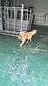 伯纳天纯狗粮中大型犬全价成年犬粮17kg羊肉蔓越莓味囤货装 实拍图