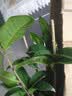 绿丝绦桂花树盆栽四季开花盆景室内庭院阳台开花树苗耐寒绿植花卉树苗 金桂 2年苗 实拍图