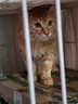 普安特宠物猫咪驱虫药体外驱虫滴剂幼猫驱虫跳蚤非泼罗尼爱滴克 实拍图