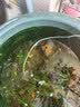 坤宁王鱼缸增氧片观赏鱼打氧用品水产养殖粒粒氧过碳酸钠打窝水质稳定剂 实拍图