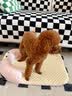 BNBNO夏天猫狗窝小型犬比熊泰迪夏凉窝冰丝凉席垫四季通用降温宠物睡床 实拍图