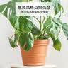 爱丽思（IRIS）特大号圆形花盆种树庭院超大加厚大盆景树木无花果蓝莓果树种植盆 9号米色 约7L (口径26.7cm) 实拍图