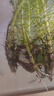 疯狂水草浮萍水草鱼缸造景水生植物古法鱼缸水草真水草净化1 源头直发包邮 实拍图