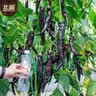 北蔬 尖椒辣椒种子苗紫黑色香辣中早熟四季盆栽菜籽 紫黑尖椒种子15粒 实拍图