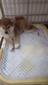 华元宠具（hoopet）狗狗厕所平板小型犬专用宠物尿尿盆防踩屎便盆用品大全养小狗必备 实拍图