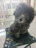 皇家狗粮幼犬奶糕幼犬狗粮宠物小型犬MIS30全价犬粮 ≤2月1KG 实拍图