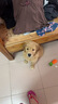 皇家狗粮 幼犬奶糕幼犬狗粮宠物中型犬MES30 全价犬粮 ≤2月 4KG 实拍图