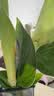 种花迷水培天堂鸟盆栽花卉植物室内客厅绿植面鹤望兰吸甲醛四季好养活 精品水培天堂鸟30-40厘米2棵【不含瓶】 实拍图
