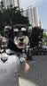 普安特宠物狗狗驱虫药犬体内外同驱跳蚤犬虱非泼罗尼爱滴克+内驱 实拍图