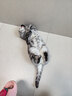 阿柴与猫封闭式猫窝大房子小型犬狗窝睡觉猫狗屋可拆洗四季通用宠物窝 实拍图