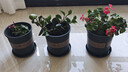 墨斗鱼花盆加仑盆加厚高款1.5加仑*3多肉绿萝月季盆栽树脂塑料简约托盘 实拍图