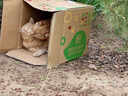 喔喔wowo猫罐头营养羊奶补水汤罐猫零食猫咪罐头湿粮 金枪鱼羊奶罐80g*24 实拍图