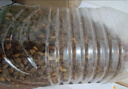 麦富迪狗粮 藻趣儿狗粮成犬粮牛肉螺旋藻 均衡营养15kg/30斤 实拍图