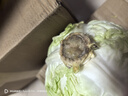 高原夏菜新鲜包菜卷心菜绿甘南菜甘蓝圆白菜时令蔬菜健康营养早餐 3斤净重农家好菜 实拍图