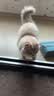 京东京造猫粮鸡肉味全价成猫粮10kg三文鱼肉营养美毛长肉质检流浪救助 实拍图