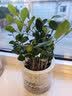 绿有意绿植盆栽多肉花卉盆栽植物室内桌面水培绿植办公室客厅植物懒人 清香3盆】栀子花+九里香+茉莉花 实拍图