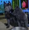 京东京造狗粮小型犬粮鲜肉无谷全价粮7kg泰迪比熊博美成犬 实拍图