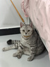 皇家幼猫猫粮 幼猫专用 K36 通用粮 4-12月 400g 实拍图