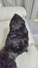 红狗【升级PRO】鱼油美毛营养膏120g 猫咪鱼油猫咪狗狗鱼油狗狗虾青素 实拍图