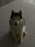 伯纳天纯中大型犬全价成年犬粮金毛宠物主粮羊肉蔓越莓15kg/30斤 实拍图