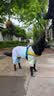 MIKI PAD狗狗衣服凉凉衣四脚春秋薄款中大型犬边牧宠物防虫凉感冰丝防晒衣 紫色 【凉感防晒】UPF50+ 3XL 参考背长45cm购买（建议18-23斤） 实拍图