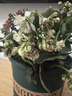 沭之美长寿花绿植花卉植物室内盆栽  三色长寿花+1加仑塑料盆 源头直发 实拍图