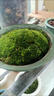 孙凯（SUNKAI）鲜活苔藓青苔藓 微景观植物盆景生态瓶diy绿植水陆缸假山盆栽盆景 实拍图