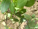海蒂的花园蓝莓树果苗盆栽南方北方带阳台庭院地栽果蔬苗海妈家源头直发 实拍图