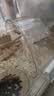 比克熊 仓鼠跑轮+支架安静无噪音一体笼轮金丝熊运动玩具用品透明色24cm 实拍图