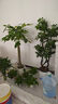 京东绿植绿萝盆栽除甲醛花卉绿植办公室新房净化空气120菱型10盆源头直 实拍图