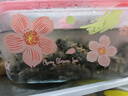 獐子岛 大连有机淡干海参258g78-100头 辽刺参海鲜水产南北干货送礼礼盒 晒单实拍图