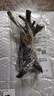 玫瑰花苗老桩绿植物盆栽月季蔷薇老根室内外阳台庭院特大花卉四季 46摩纳哥公爵（老桩苗四季开花） 实拍图