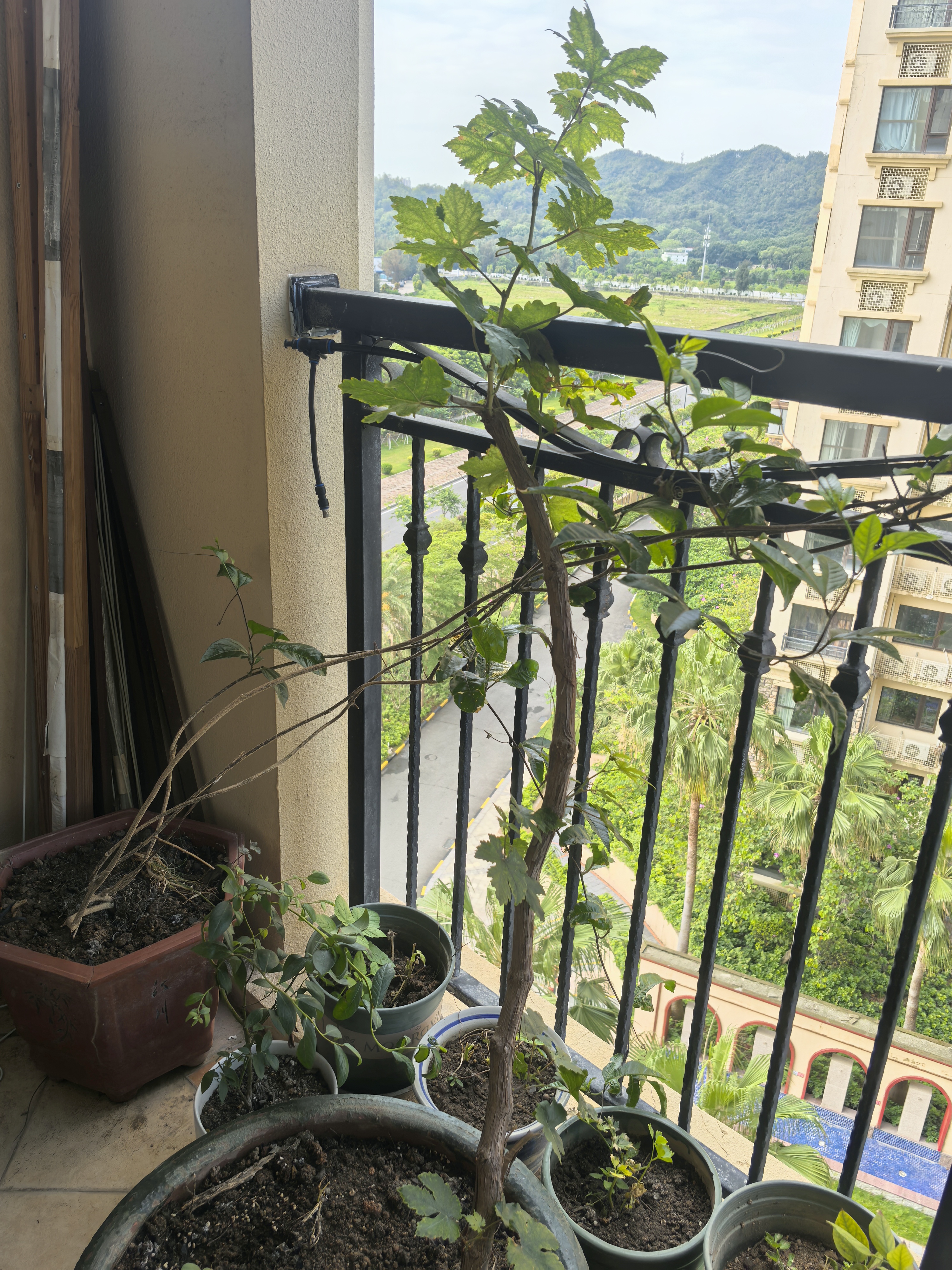 尔澜当年结果自然无核葡萄树苗耐寒热露天庭院阳台种植葡萄苗源头直发 实拍图