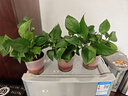 京东绿植绿萝盆栽除甲醛花卉绿植办公室新房净化空气110款10盆装源头直 实拍图