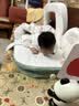 贝瑞加（Babyprints）婴儿连体衣2件装男女宝宝纯棉衣服柔软爬服家居内衣四季哈衣 紫66 实拍图
