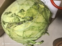 高原夏菜新鲜包菜卷心菜绿甘南菜甘蓝圆白菜时令蔬菜健康营养早餐 3斤净重农家好菜 实拍图
