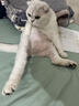 普安特宠物猫咪驱虫药体外驱虫滴剂幼猫驱虫跳蚤非泼罗尼爱滴克 实拍图