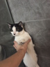 京东京造 浓汤红肉猫罐头金枪鱼混合味85克*24罐 猫零食湿粮补水鱼肉罐 实拍图