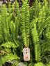 世家大树移栽生根液植物通用生根剂果树苗木移栽成活液大型植物发根液 实拍图