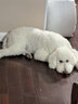 麦富迪狗粮 藻趣儿狗粮成犬粮牛肉螺旋藻 均衡营养15kg/30斤 实拍图