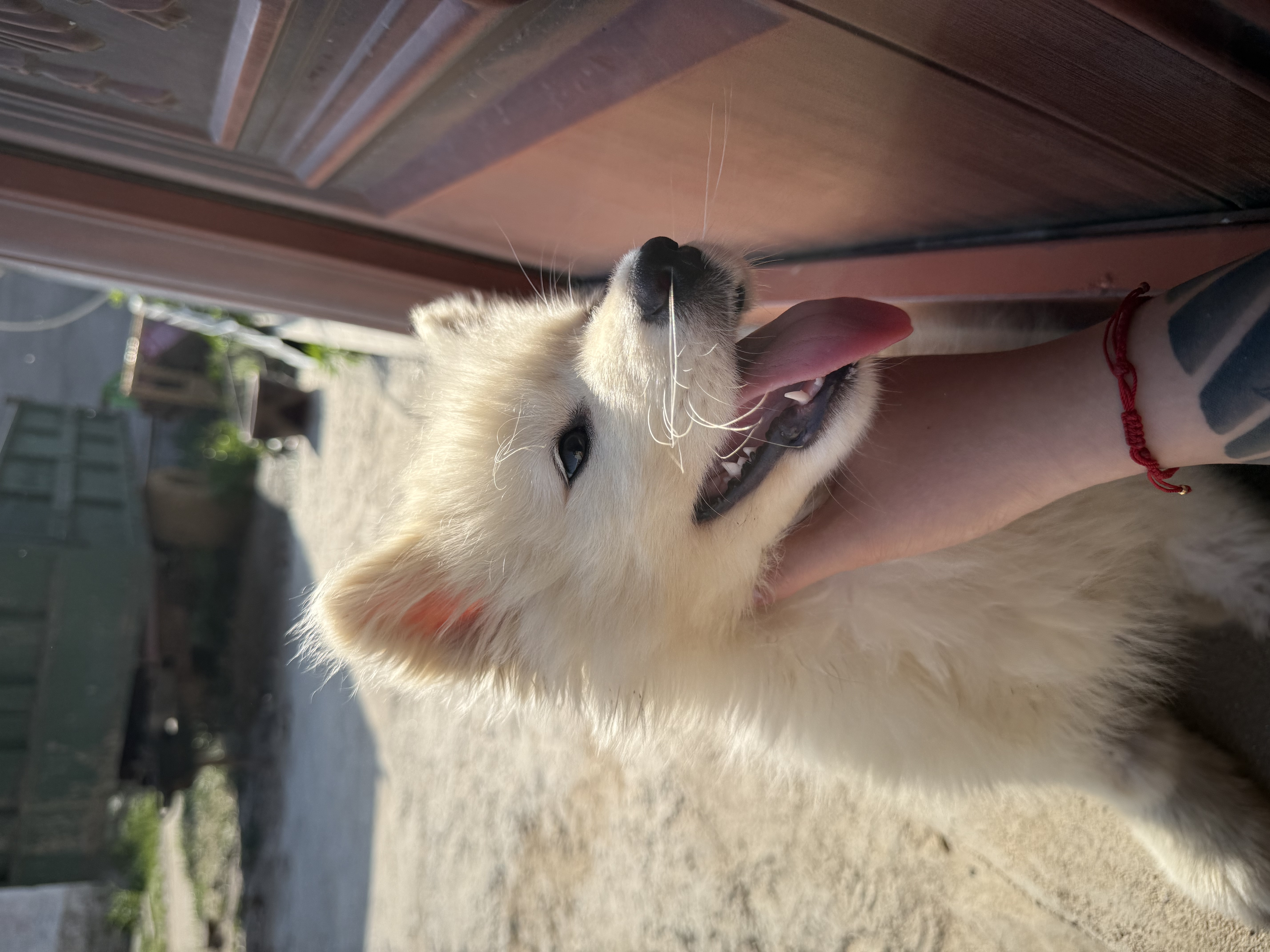 采蘩纯种萨摩耶幼犬大骨架雪橇犬 宠物级 公 实拍图