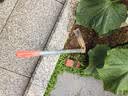 悠梵萌园林锰钢种菜种花家用小锄头户外挖野菜除草工具挖野草竹笋小花锄 实拍图