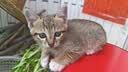 疯狂的主人 猫抓板窝超大号猫玩具猫爪板猫抓盆不掉屑猫窝碗形圆形瓦楞纸 实拍图