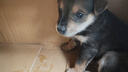 新宠之康 宠物羊奶粉400g狗狗猫咪成幼犬猫泰迪金毛羊奶粉营养补充 实拍图