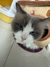 阿柴与猫封闭式猫窝大房子小型犬狗窝睡觉猫狗屋可拆洗四季通用宠物窝 实拍图