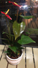 红掌盆栽白粉掌一帆风顺带花特大号花卉室内客厅面水培植物好养 大红掌-郁金香约30cm 带盆栽好 实拍图